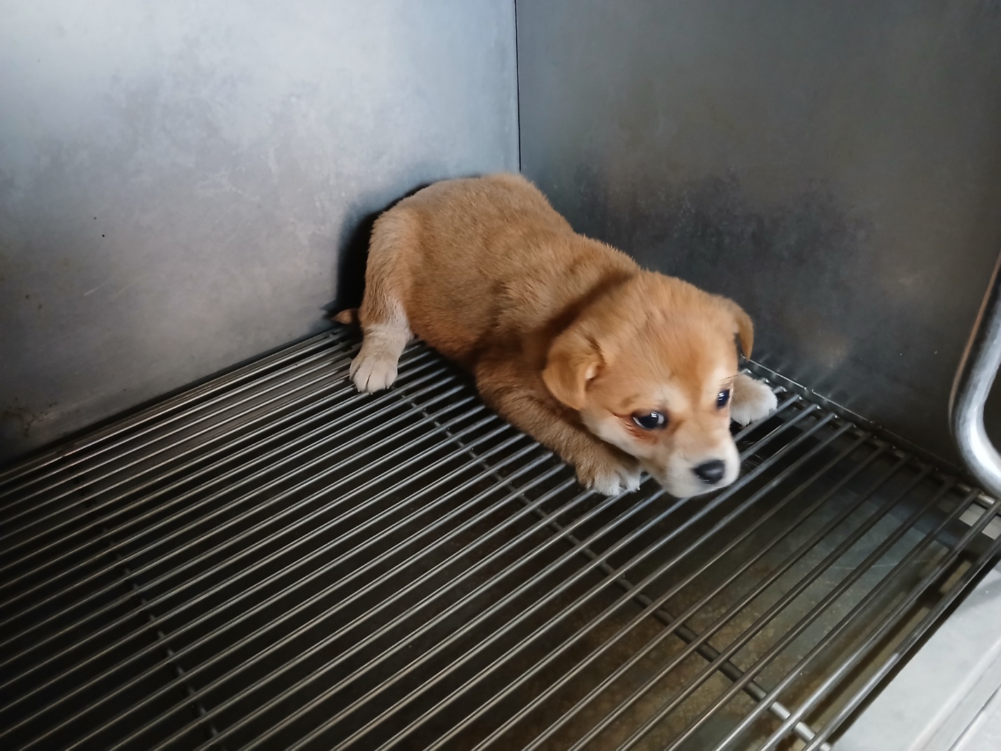 믹스견 이미지 파일 입니다.